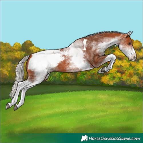 Horse Color:White Spotted Silver Bay Tobiano Appaloosa 