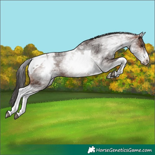 Horse Color:White Spotted Brown Tobiano Appaloosa 