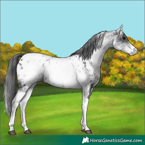 Horse Color:White Spotted Black Tobiano Appaloosa