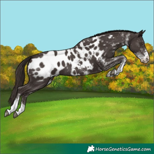 Horse Color:White Spotted Liver Chestnut Appaloosa 