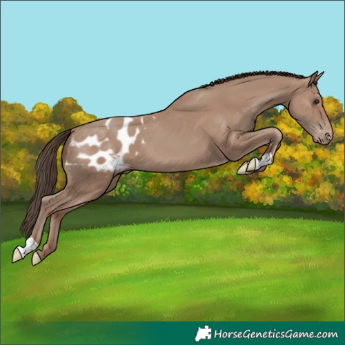 Horse Color:Classic Champagne Appaloosa