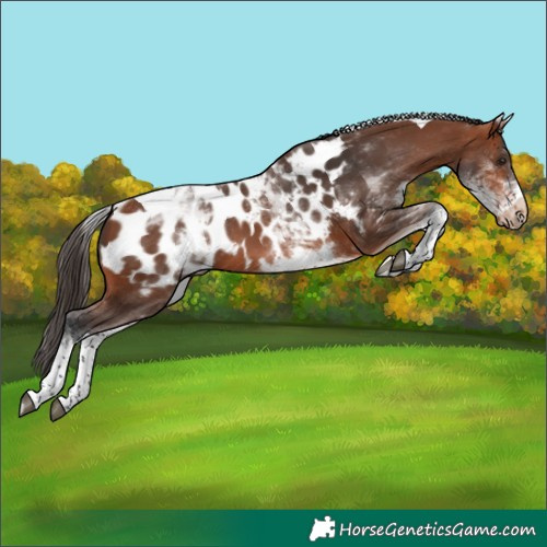Horse Color:White Spotted Bay Tobiano Appaloosa 