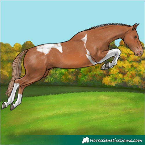 Horse Color:Chestnut Tobiano Appaloosa 