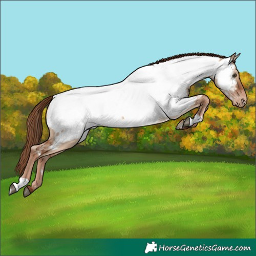 Horse Color:Red Dun Appaloosa