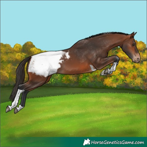 Horse Color:Bay Tobiano Appaloosa 