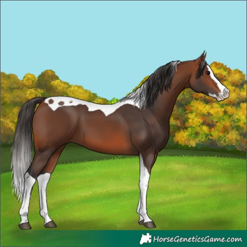 Horse Color:Bay Splash Tobiano