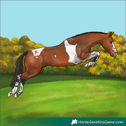 Horse Color:Bay Tobiano