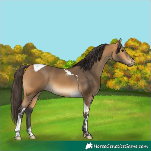 Horse Color:Buckskin Tobiano 