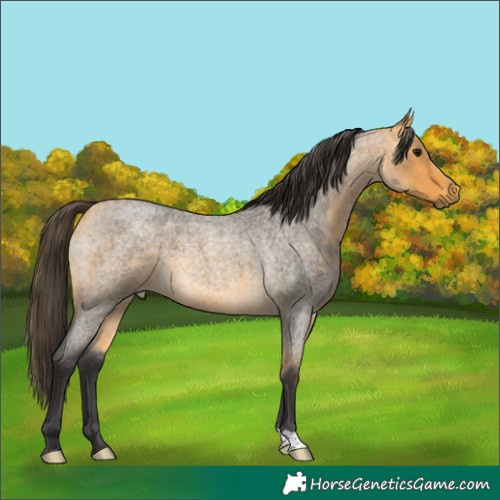 Horse Color:Buckskin Roan 