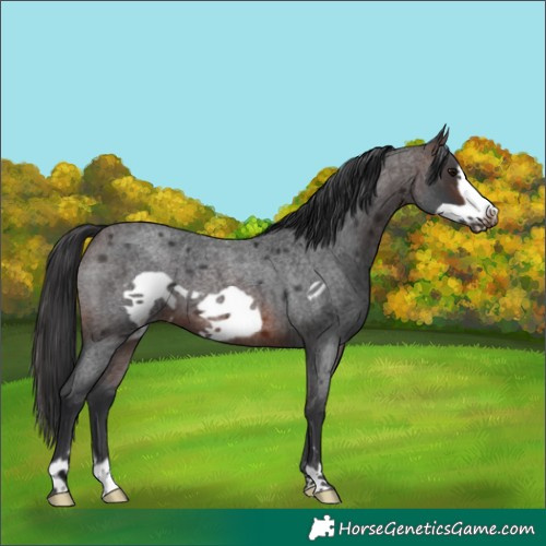 Horse Color:Brown Roan Frame