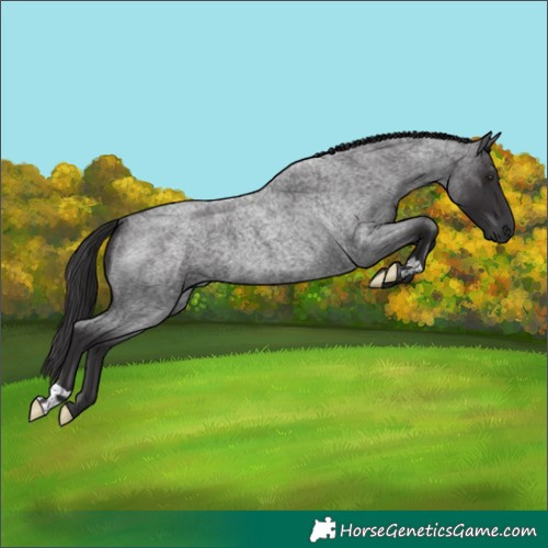 Horse Color:Smoky Blue Roan 