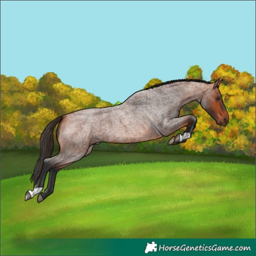 Horse Color:Bay Roan