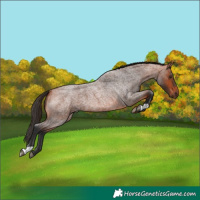 Horse Color:Bay Roan