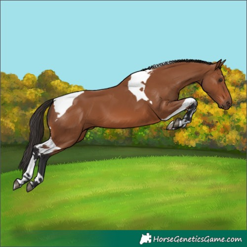 Horse Color:Bay Tobiano 
