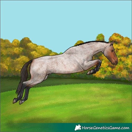 Horse Color:Bay Roan
