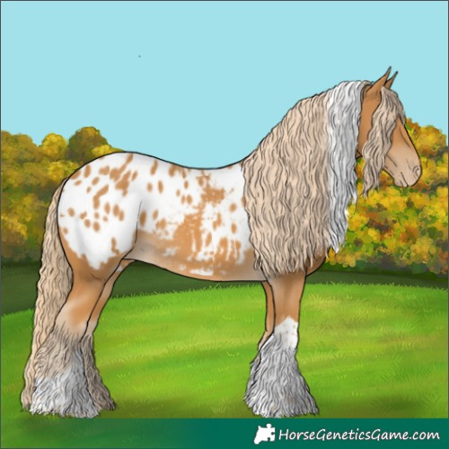 Horse Color:Palomino Tobiano Appaloosa