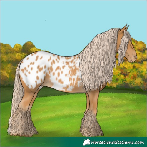 Horse Color:Palomino Appaloosa 