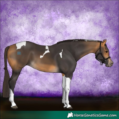 Horse Color:Buckskin Tobiano