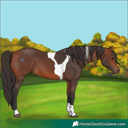 Horse Color:Bay Tobiano