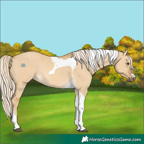 Horse Color:Palomino Dun Tobiano Rabicano