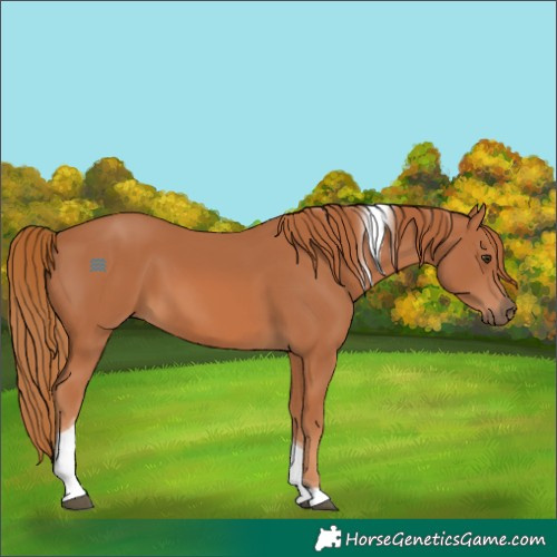 Horse Color:Chestnut Tobiano