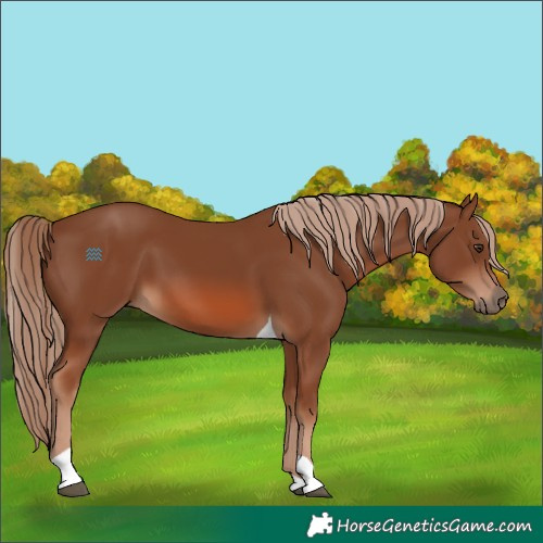 Horse Color:Chestnut Tobiano