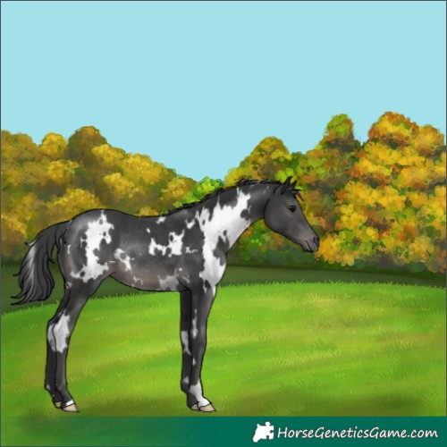 Horse Color:White Spotted Black Rabicano