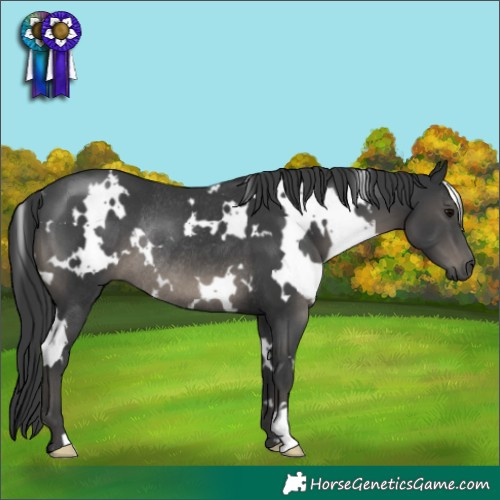 Horse Color:White Spotted Black Rabicano