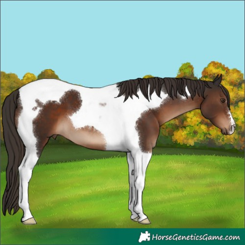 Horse Color:Liver Chestnut Tobiano 