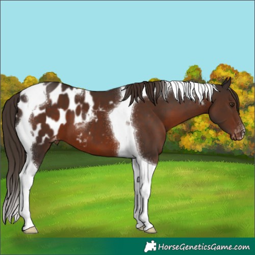 Horse Color:Liver Chestnut Tobiano Appaloosa 