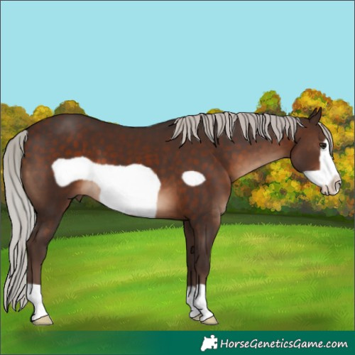 Horse Color:Silver Brown Frame