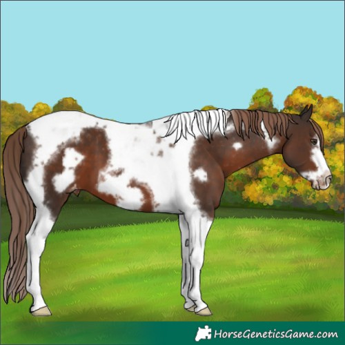 Horse Color:Liver Chestnut Tobiano Frame Appaloosa 