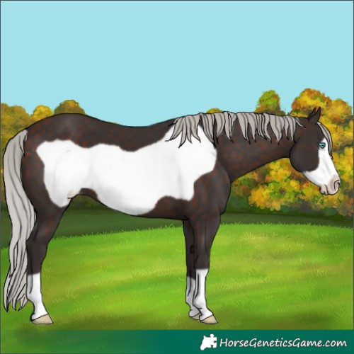 Horse Color:Silver Brown Frame Varnish
