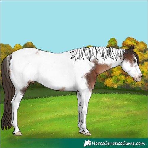 Horse Color:Liver Chestnut Tobiano Frame Blanket