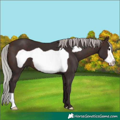 Horse Color:Silver Brown Frame