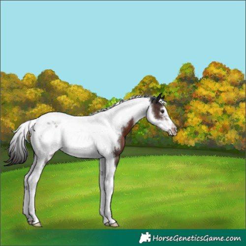 Horse Color:Liver Chestnut Tobiano Frame 