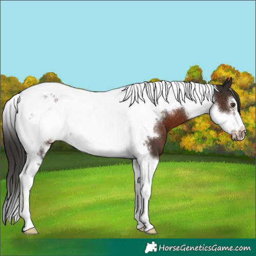 Horse Color:Liver Chestnut Tobiano Frame