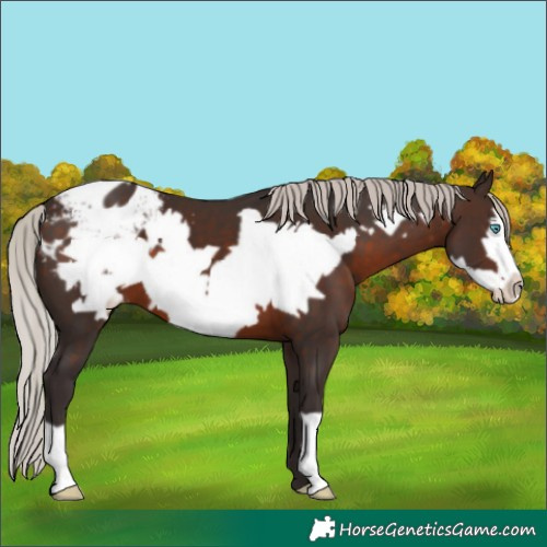 Horse Color:Silver Brown Frame Appaloosa