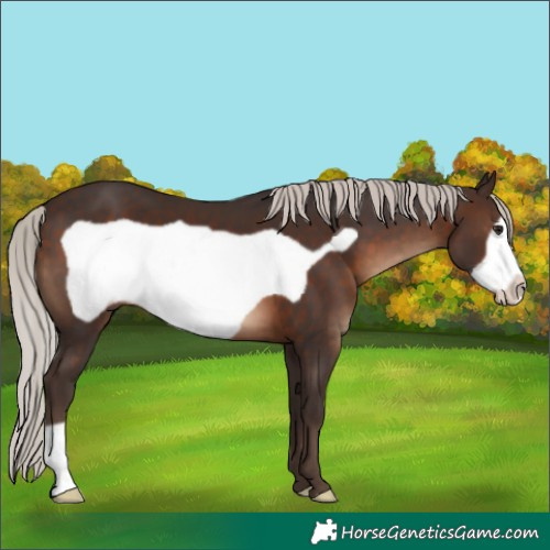 Horse Color:Silver Brown Frame 