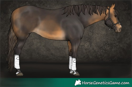 Horse Color:Buckskin
