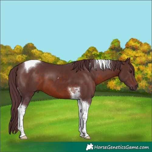 Horse Color:Chocolate Brown Tobiano