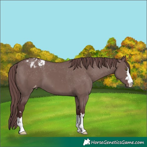 Horse Color:Chocolate Smoky Grullo Varnish