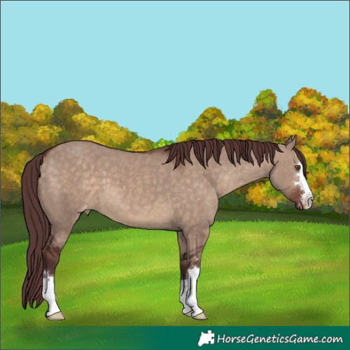 Horse Color:Chocolate Brown Dun Varnish