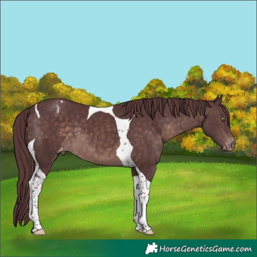 Horse Color:Platinum Chocolate Brown Tobiano Varnish