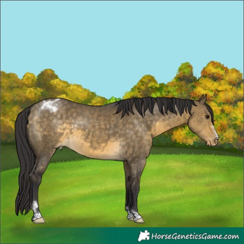 Horse Color:Buckskin Dun Varnish 