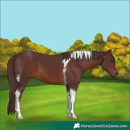 Horse Color:Chocolate Brown Tobiano 