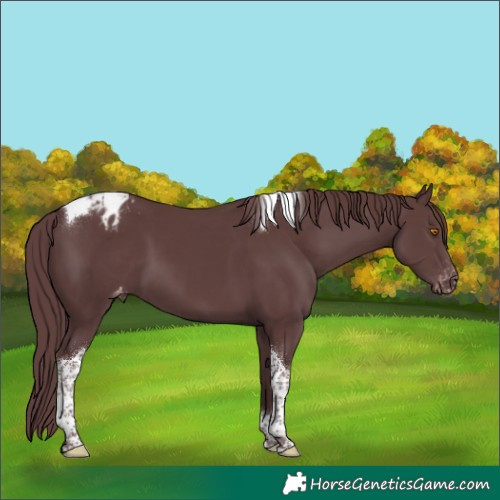 Horse Color:Platinum Chocolate Black Tobiano Appaloosa 