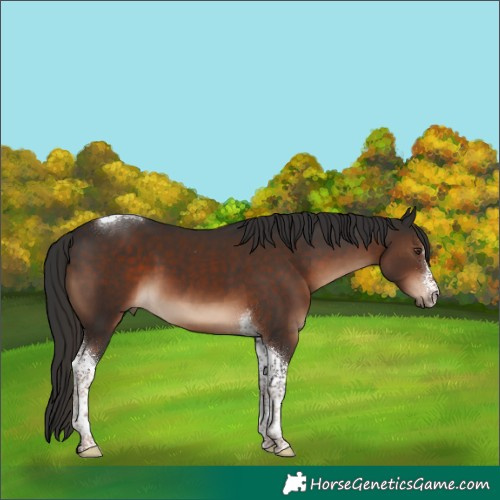 Horse Color:Liver Chestnut Tobiano 