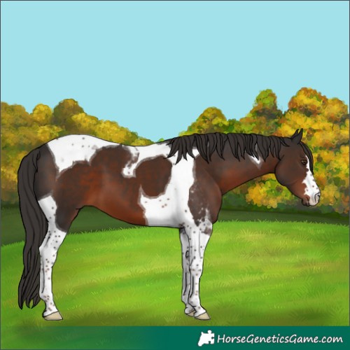 Horse Color:Liver Chestnut Tobiano