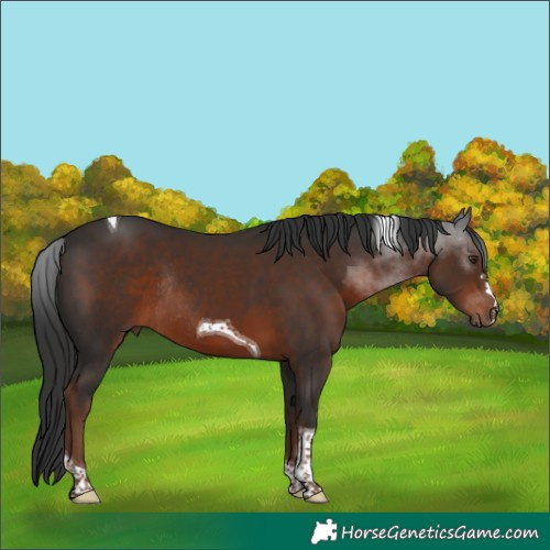 Horse Color:Liver Chestnut Tobiano Rabicano 